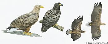 Image result for Haliaeetus albicilla