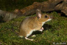 Attēlu rezultāti vaicājumam “Apodemus flavicollis”