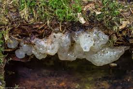 Attēlu rezultāti vaicājumam “Exidia thuretiana”