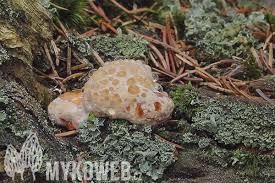 Attēlu rezultāti vaicājumam “Postia guttulata”