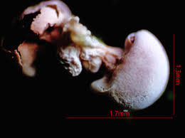 Attēlu rezultāti vaicājumam “Diderma ochraceum young”