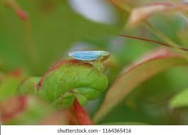 Attēlu rezultāti vaicājumam “Cicadella viridis female”