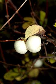 Attēlu rezultāti vaicājumam “Symphoricarpos albus fruit”