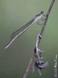 Attēlu rezultāti vaicājumam “Sympecma paedisca”