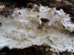 Attēlu rezultāti vaicājumam “Porotheleum fimbriatum”