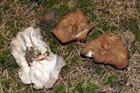 Attēlu rezultāti vaicājumam “Discina perlata”