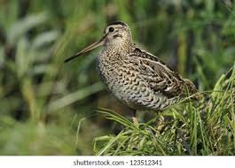 Image result for Gallinago media