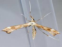 Attēlu rezultāti vaicājumam “Gillmeria pallidactyla”