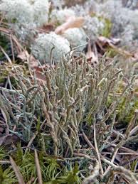 Attēlu rezultāti vaicājumam “Cladonia cornuta”