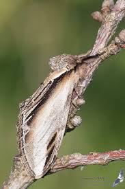 Attēlu rezultāti vaicājumam “Pheosia tremula”