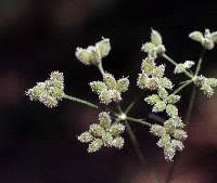 Attēlu rezultāti vaicājumam “Torilis japonica”