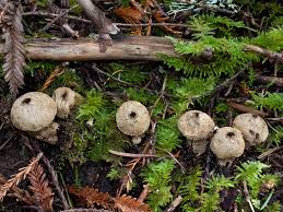 Attēlu rezultāti vaicājumam “Lycoperdon perlatum”