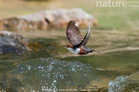 Attēlu rezultāti vaicājumam “Cinclus cinclus”