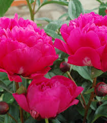 Attēlu rezultāti vaicājumam “Paeonia lactiflora”