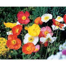 Image result for Papaver nudicaule