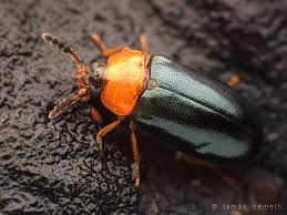 Attēlu rezultāti vaicājumam “Tetratoma fungorum”