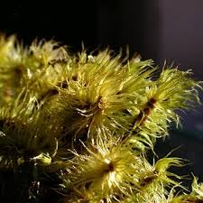 Attēlu rezultāti vaicājumam “| Dicranum”