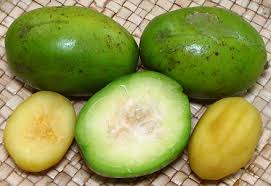 Attēlu rezultāti vaicājumam “Juncus capitatus fruit”