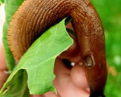 Attēlu rezultāti vaicājumam “Arion rufus”