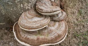 Attēlu rezultāti vaicājumam “Ganoderma applanatum”