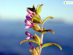 Attēlu rezultāti vaicājumam “Odontites vulgaris flower”