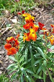 Attēlu rezultāti vaicājumam “Erysimum hieracifolium flower”
