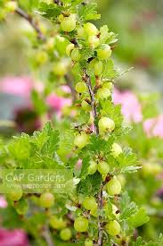 Attēlu rezultāti vaicājumam “Ribes uva-crispa flower”