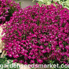 Image result for Männertreu