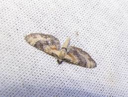 Attēlu rezultāti vaicājumam “Eupithecia linariata”