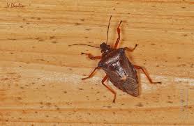 Attēlu rezultāti vaicājumam “Pinthaeus sanguinipes”