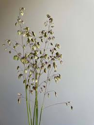 Attēlu rezultāti vaicājumam “Briza media flower”