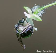 Attēlu rezultāti vaicājumam “Circaea lutetiana bud”