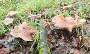 Attēlu rezultāti vaicājumam “Lepista sp.”