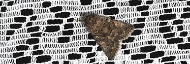 Attēlu rezultāti vaicājumam “Thalpophila matura”