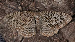 Attēlu rezultāti vaicājumam “Hydria undulata”