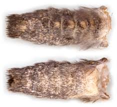 Attēlu rezultāti vaicājumam “Dypterygia scabriuscula”