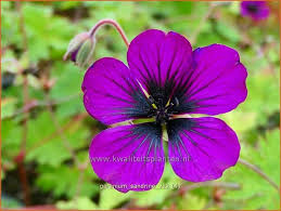 Image result for Geranium `Sandrine`