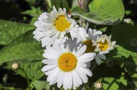 Attēlu rezultāti vaicājumam “Leucanthemum vulgare flower”