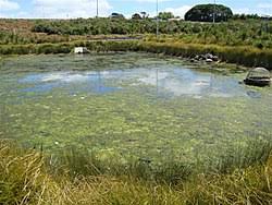 Attēlu rezultāti vaicājumam “Cladophora glomerata”