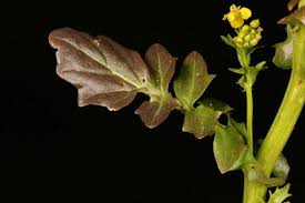 Attēlu rezultāti vaicājumam “Barbarea vulgaris subsp. arcuata flower”