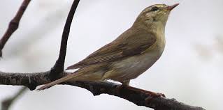 Attēlu rezultāti vaicājumam “Phylloscopus trochilus”