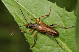 Attēlu rezultāti vaicājumam “Stenocorus meridianus”