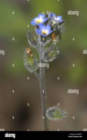 Attēlu rezultāti vaicājumam “Myosotis ramosissima flower”