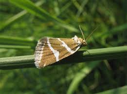 Attēlu rezultāti vaicājumam “Deltote bankiana”