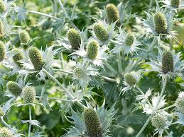 Attēlu rezultāti vaicājumam “Eryngium maritimum leaf”