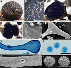 Attēlu rezultāti vaicājumam “Lycogala confusum spores”