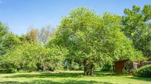 Attēlu rezultāti vaicājumam “Morus alba”