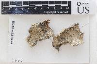 Attēlu rezultāti vaicājumam “Arthonia byssacea”