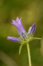 Image result for Campanula lingulata