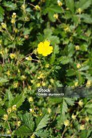 Attēlu rezultāti vaicājumam “Potentilla reptans”